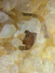 Cyrtophora cylindroides