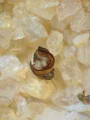 Cyrtophora cylindroides