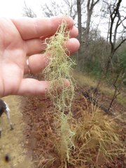 Usnea trichodea