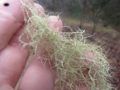 Usnea trichodea