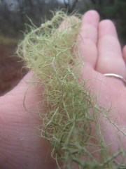 Usnea trichodea