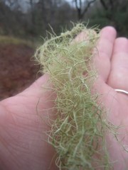 Usnea trichodea