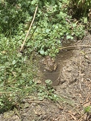 Lithobates onca