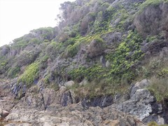Gleichenia rupestris