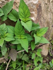 Lysimachia phyllocephala