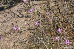 Stephanomeria paniculata