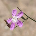Stephanomeria paniculata - Photo (c) Tim Messick, osa oikeuksista pidätetään (CC BY-NC), lähettänyt Tim Messick