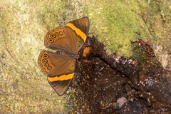 Amnosia decora