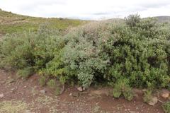 Geranium drakensbergensis