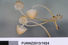Mycena morris-jonesii
