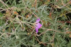 Geranium drakensbergensis
