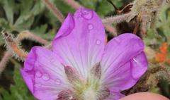 Geranium drakensbergensis