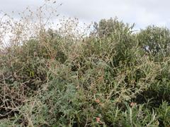 Geranium drakensbergensis