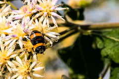 Phytomia