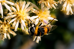 Phytomia