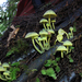 Mycena flavovirens - Photo (c) Jerry Cooper, some rights reserved (CC BY), uploaded by Jerry Cooper