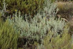 Helichrysum splendidum