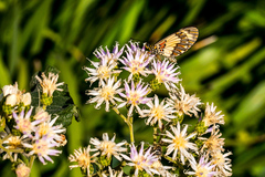Acraea cabira