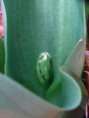 Platanthera orbiculata