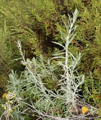 Helichrysum splendidum
