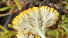 Helichrysum splendidum