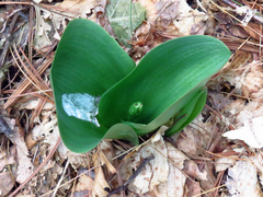 Platanthera orbiculata