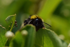 Bombus