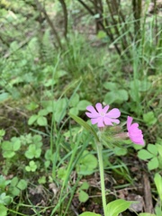 Silene dioica