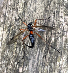 Tanyptera