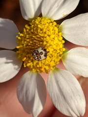 Anthrenus isabellinus