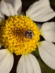 Anthrenus isabellinus