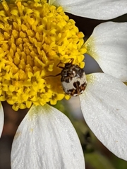 Anthrenus isabellinus