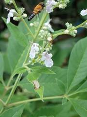 Megachile umbripennis