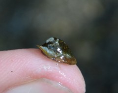 Ancylus fluviatilis