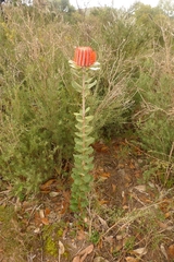 Banksia coccinea