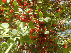 Viscum rotundifolium