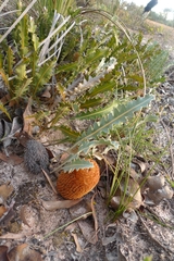 Banksia gardneri