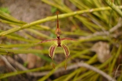 Caladenia plicata