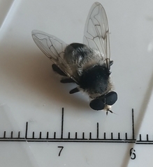 Eristalinae