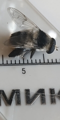 Eristalinae