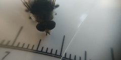 Eristalinae