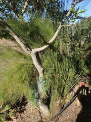 Restio sieberi