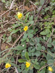 Potentilla fragarioides
