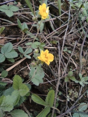 Potentilla fragarioides