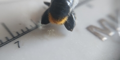 Eristalinae