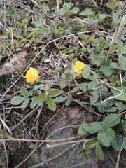 Potentilla fragarioides