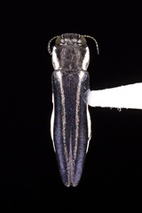 Agrilus bilineatus