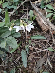 Viola lactiflora
