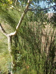Restio sieberi