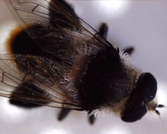 Eristalinae